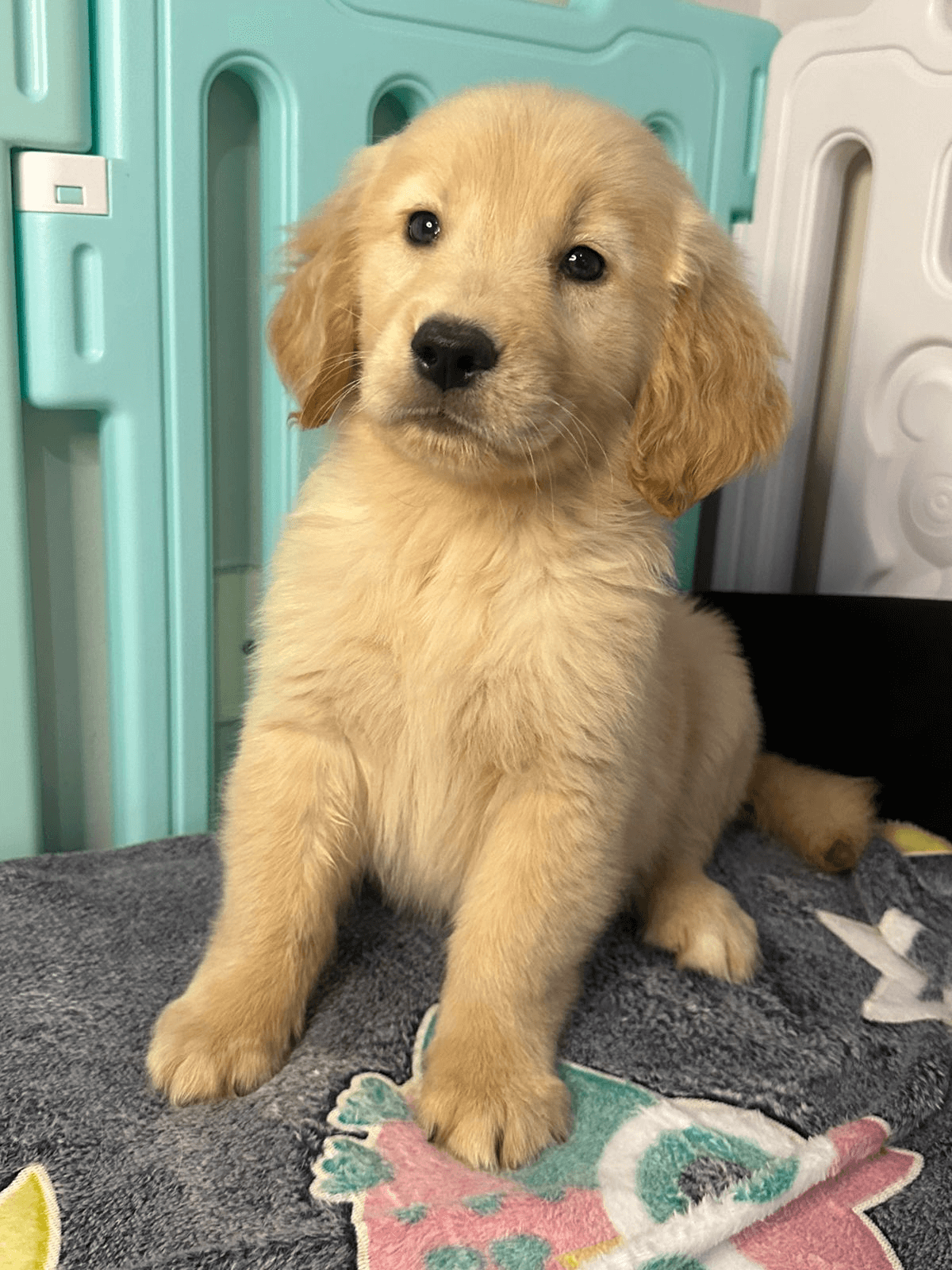 Golden Retriever