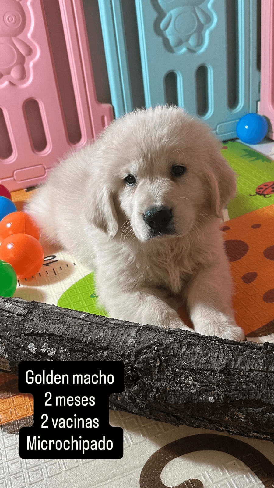 Golden Retriever