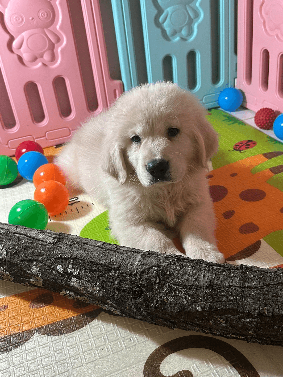 Golden Retriever