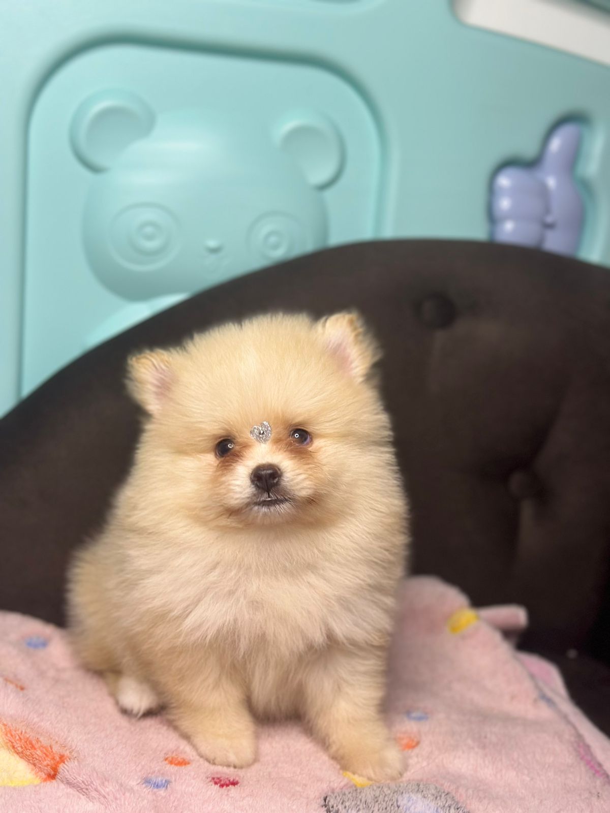 Spitz Alemão e Lulu da Pomerânia