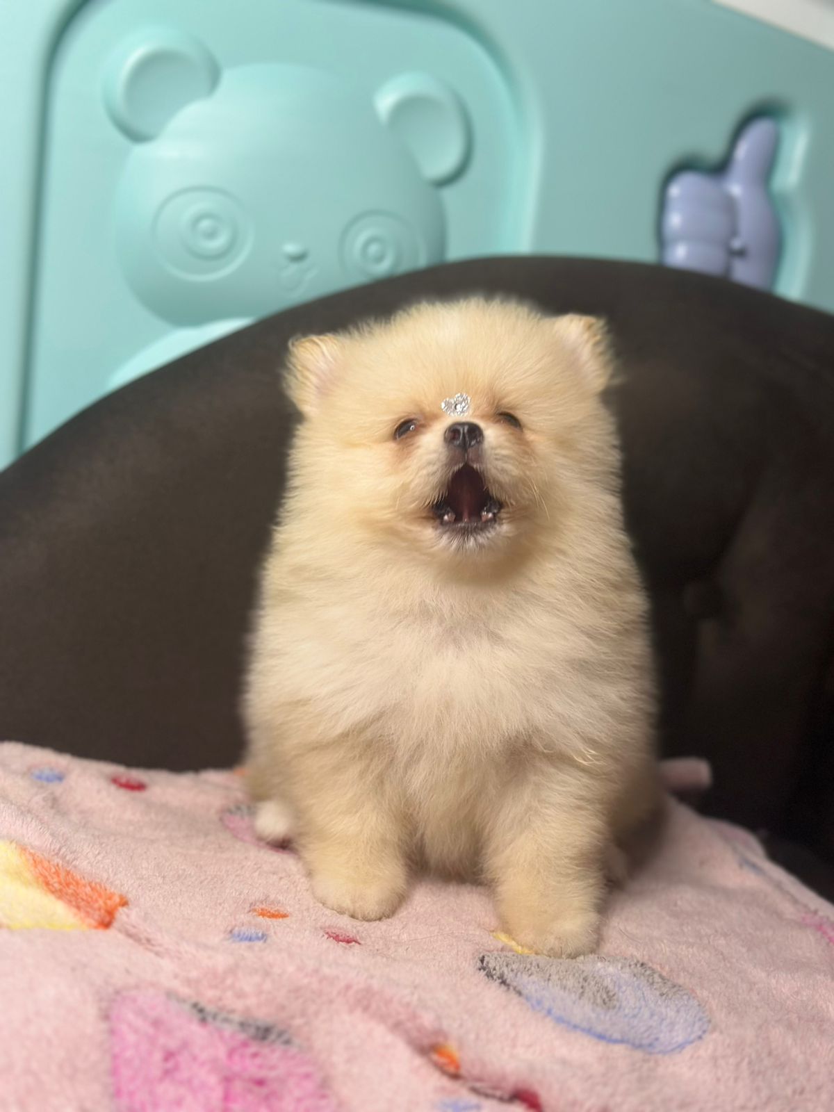Spitz Alemão e Lulu da Pomerânia