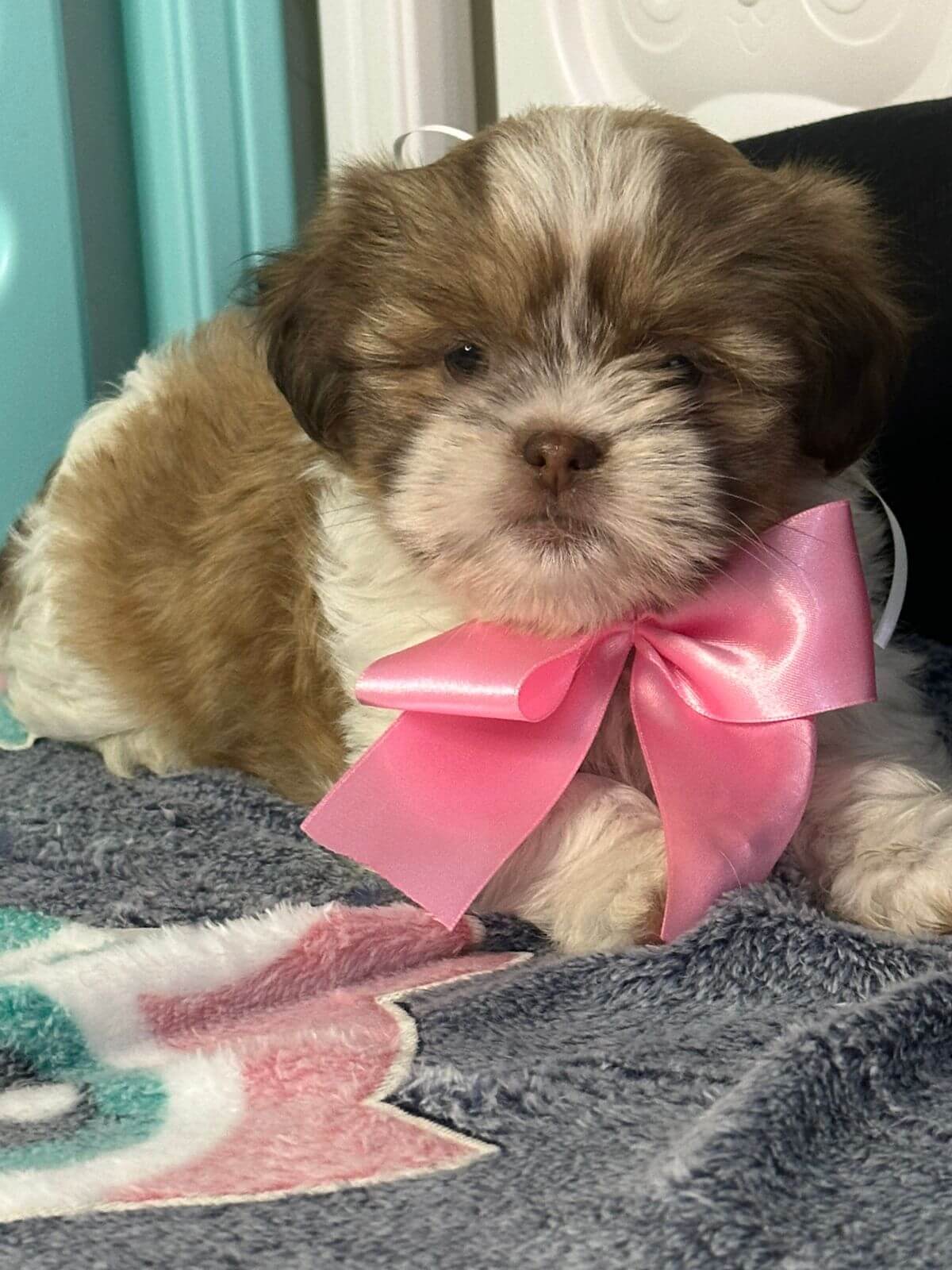 Shih Tzu