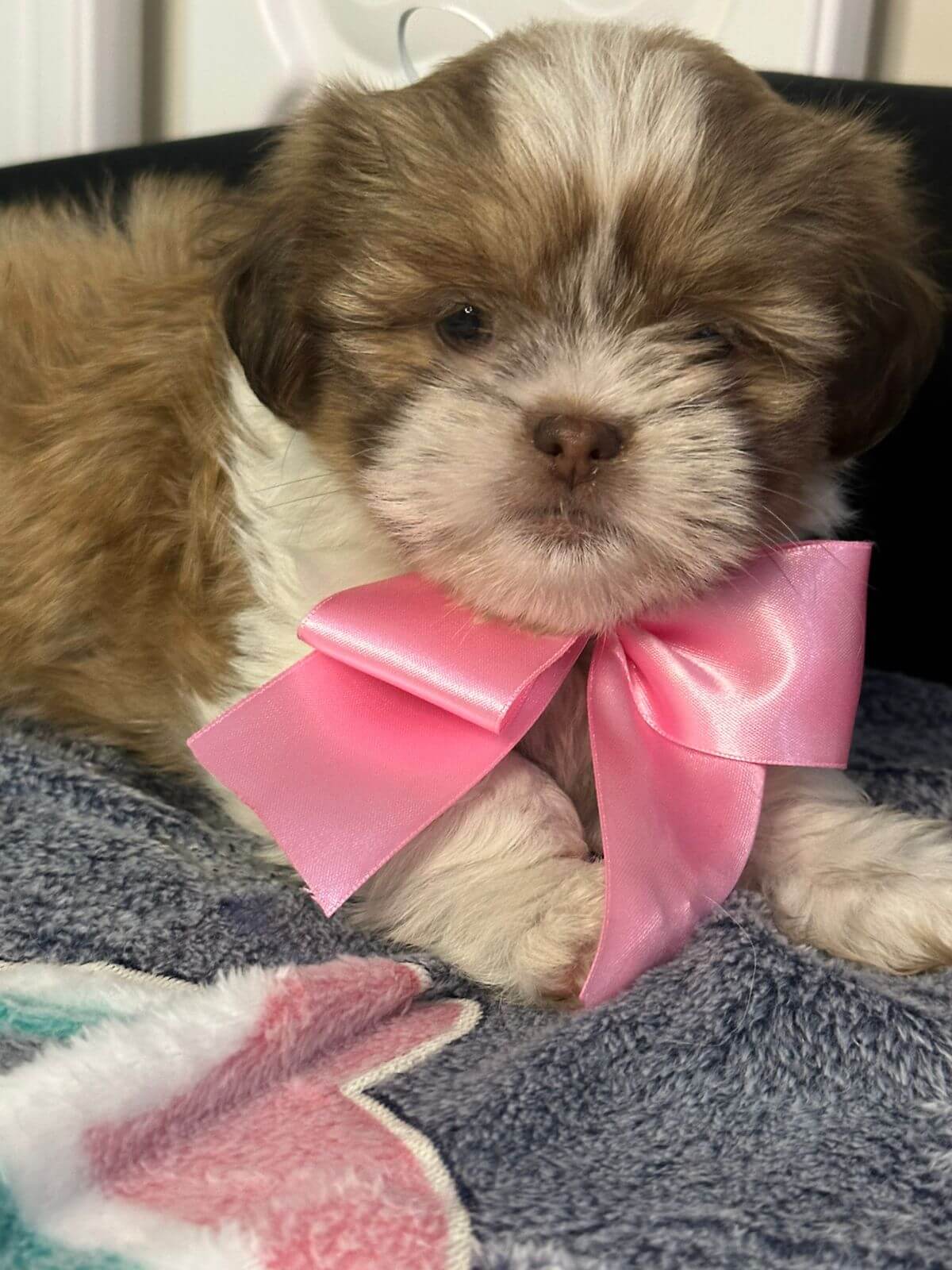 Shih Tzu