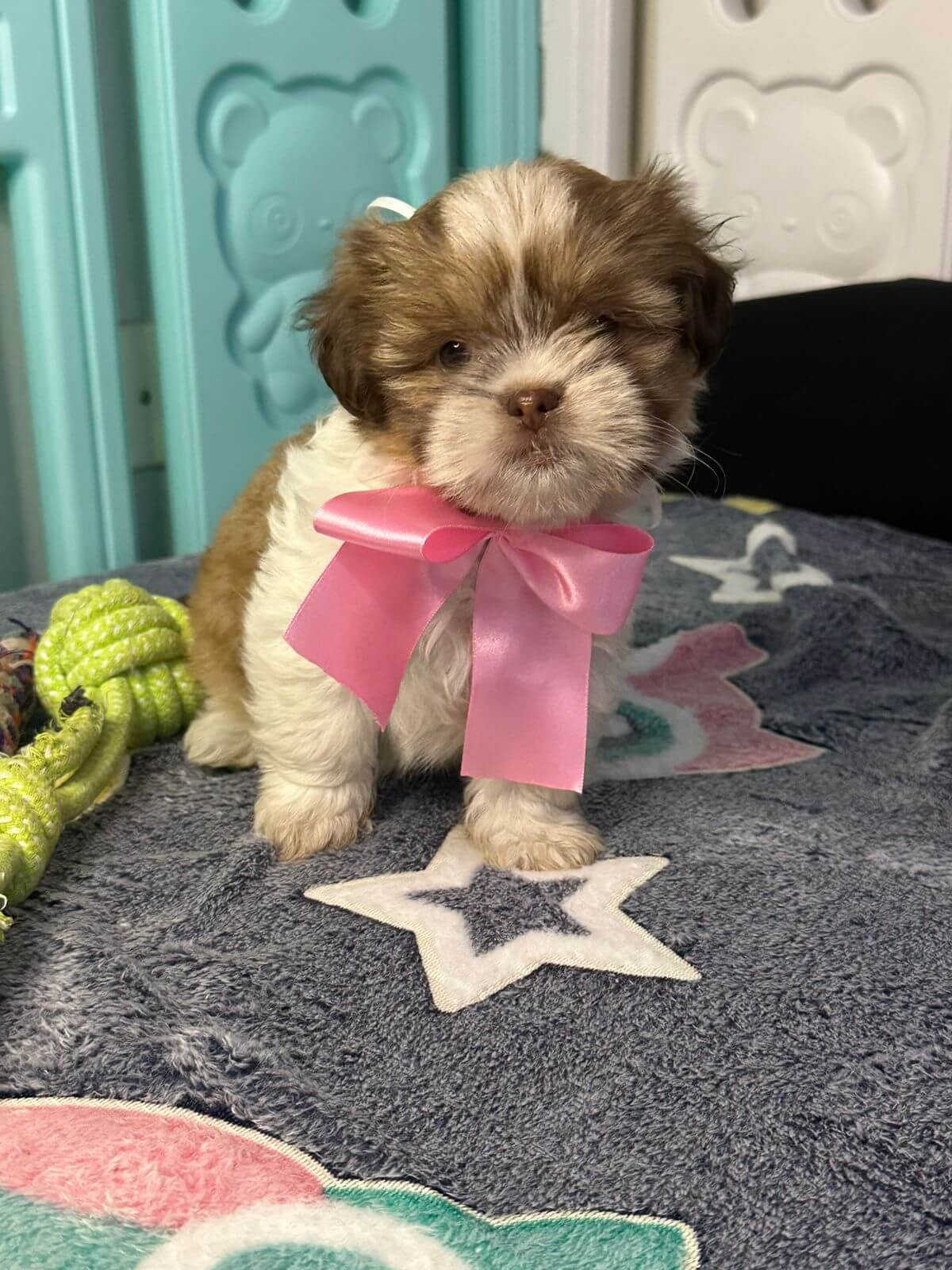 Shih Tzu