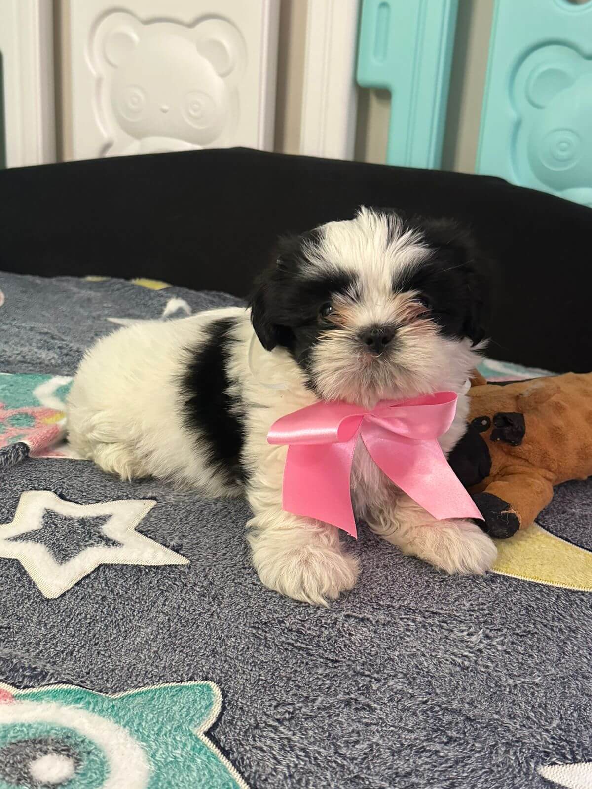 Shih Tzu