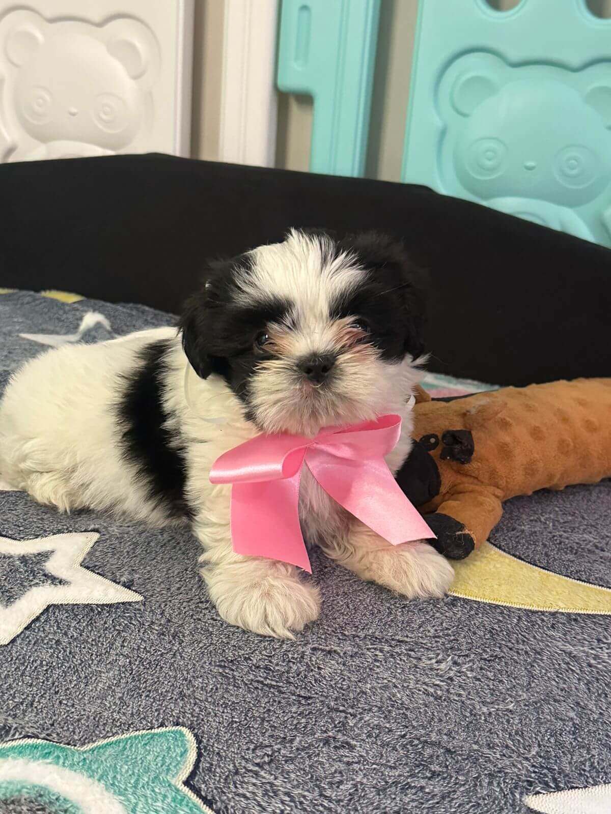Shih Tzu