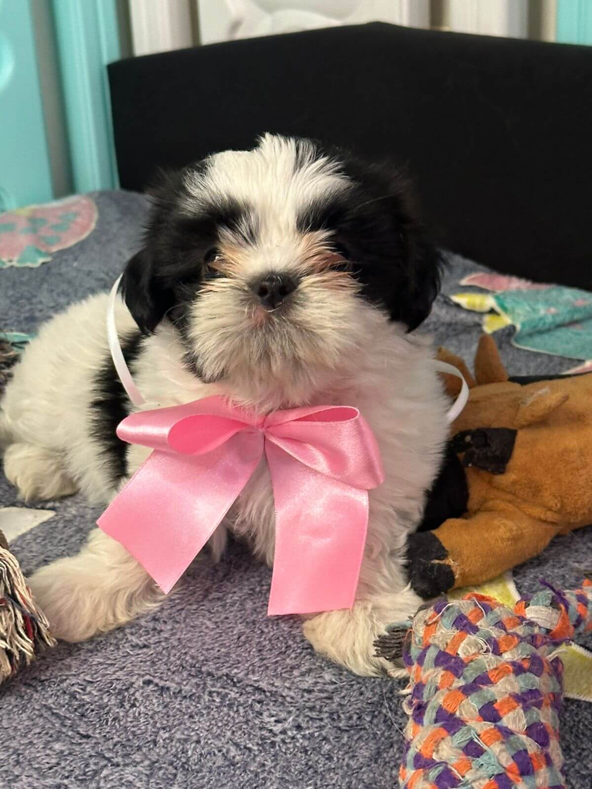 Shih Tzu