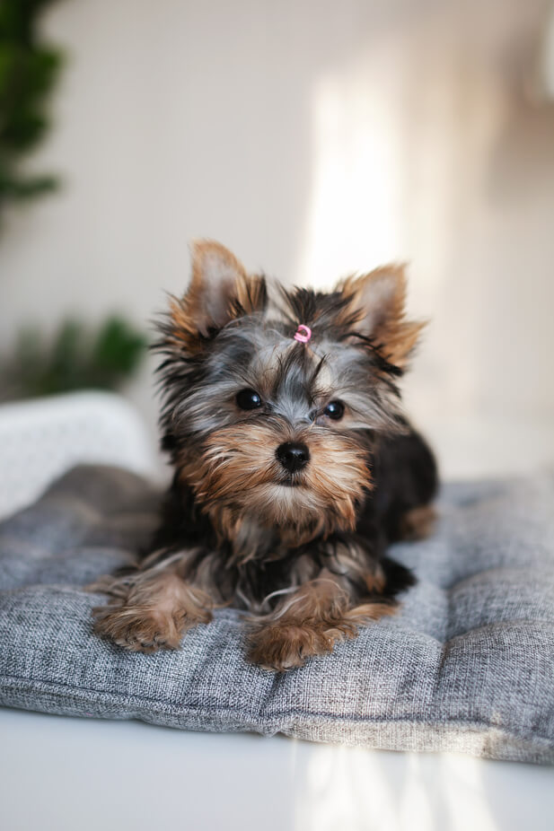 Yorkshire Terrier